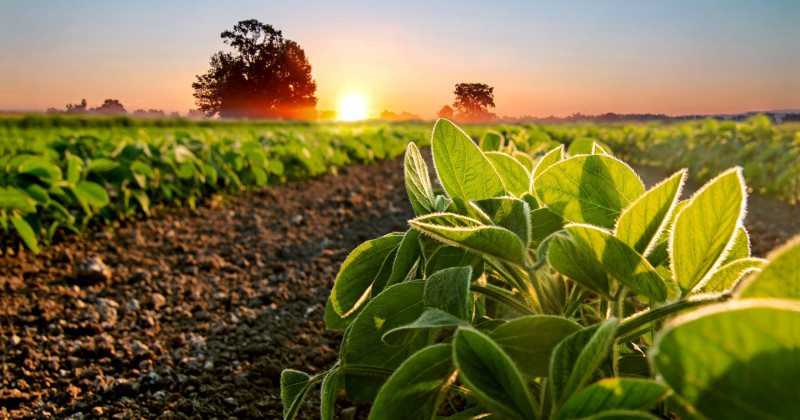 Ciência e tecnologia no caminho da agricultura sustentável